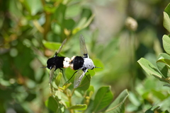 Bombomyia discoidea