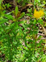 Hibbertia marginata