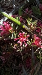Pimelea alpina