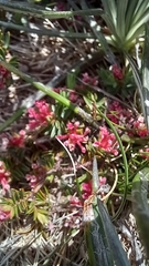 Pimelea alpina