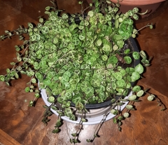 Peperomia prostrata
