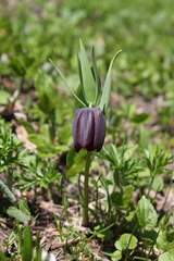 Fritillaria latifolia