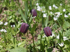 Fritillaria latifolia