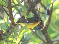 Pteruthius melanotis