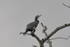 Phalacrocorax carbo