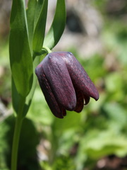 Fritillaria latifolia