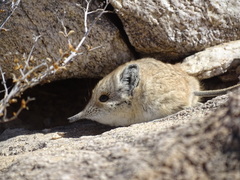 Macroscelides flavicaudatus