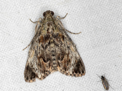 Enchesphora recurvalis