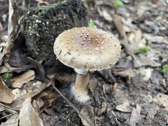 Amanita parvipantherina