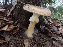 Amanita parvipantherina