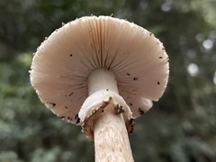 Amanita parvipantherina