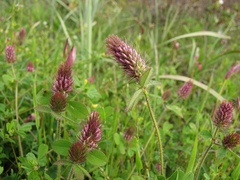 Trifolium ligusticum