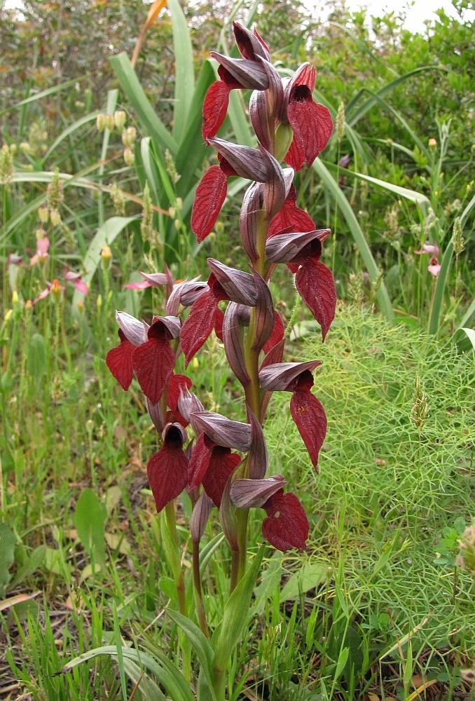 Serapias acorazonada