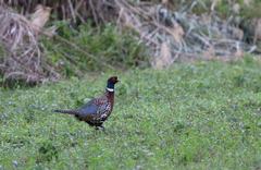Phasianus colchicus formosanus