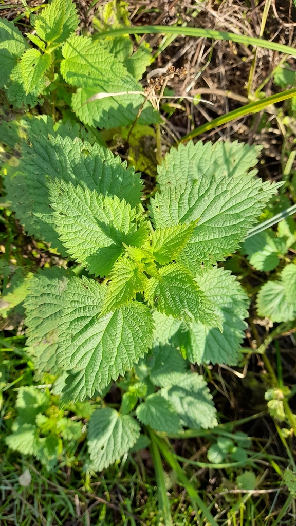 Mediterranean Nettle