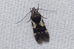 Teleiodes luculella