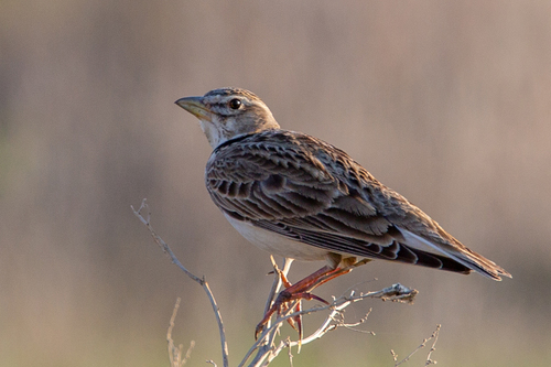 Calandra Lark