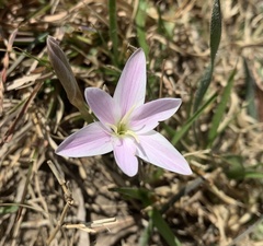 Hesperantha schelpeana