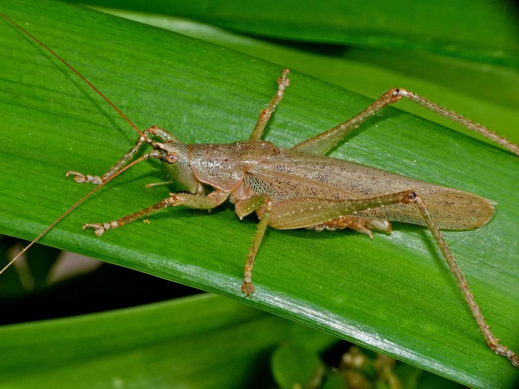 Olive-green Coastal Katydid
