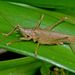 Olive-green Coastal Katydid - Photo (c) Steve Kerr, some rights reserved (CC BY), uploaded by Steve Kerr