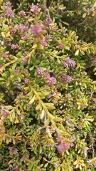 Podocarpus lawrencei