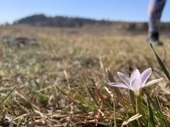 Hesperantha schelpeana