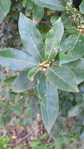 Bay laurel