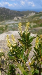 Orites lancifolius