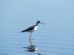Himantopus himantopus