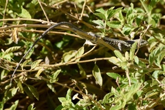 Urosaurus graciosus graciosus