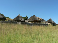 Monocymbium ceresiiforme