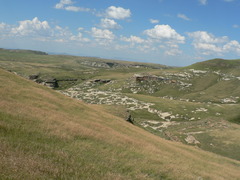 Monocymbium ceresiiforme