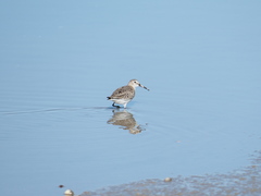 Calidris alpina