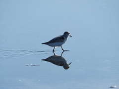 Calidris alba