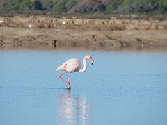 Phoenicopterus roseus