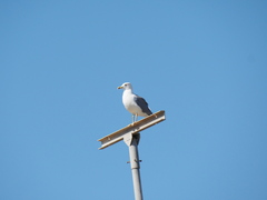 Larus michahellis