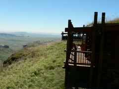 Merxmuellera macowanii