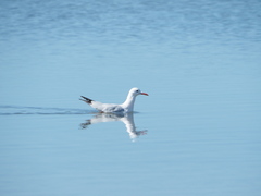 Chroicocephalus genei