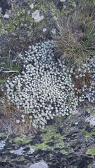 Ewartia nubigena