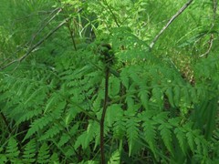 Dryopteris amurensis