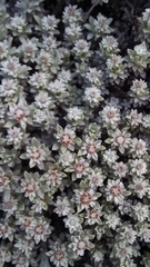 Ewartia nubigena