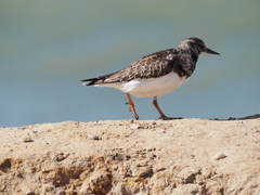 Arenaria interpres