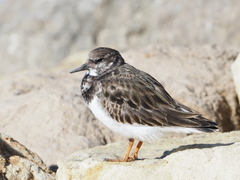 Arenaria interpres