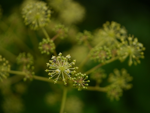 Aralia cachemirica, photograph 6