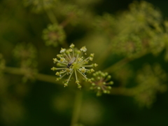 Aralia cachemirica