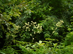 Aralia cachemirica