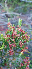 Passerina rubra