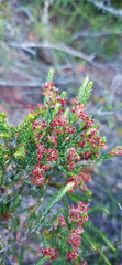 Passerina rubra