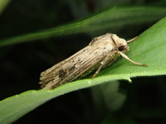 Axylia putris