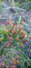 Passerina rubra